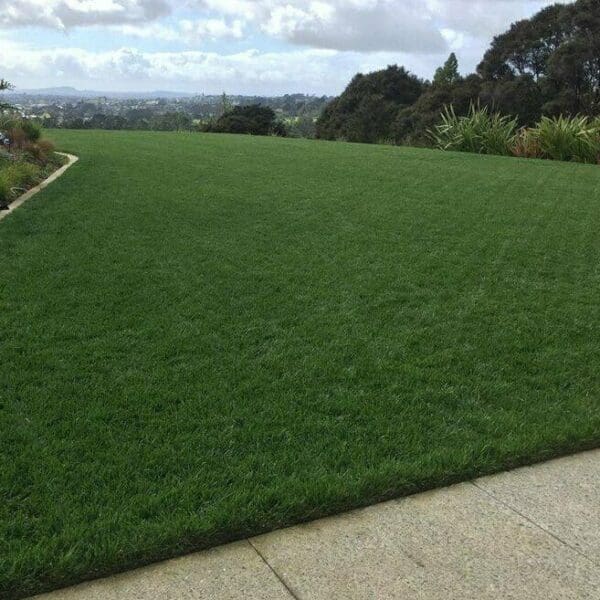 NZLA Ultimate Tall Fescue