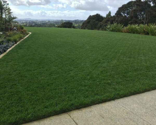 NZLA Ultimate Tall Fescue Lawn Seed 10kg