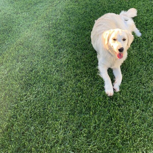 NZLA Kikuyu Lawn Seed 500g