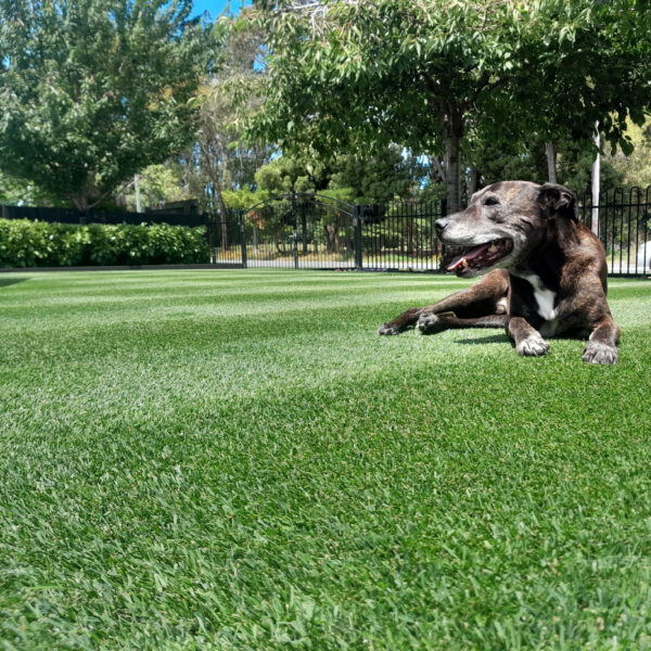 NZLA Dark Perennial Rye Lawn Seed 10kg