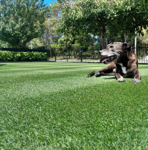 NZLA Dark Perennial Rye Lawn Seed 10kg