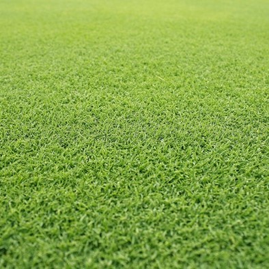 NZLA Couch Lawn Seed 5kg
