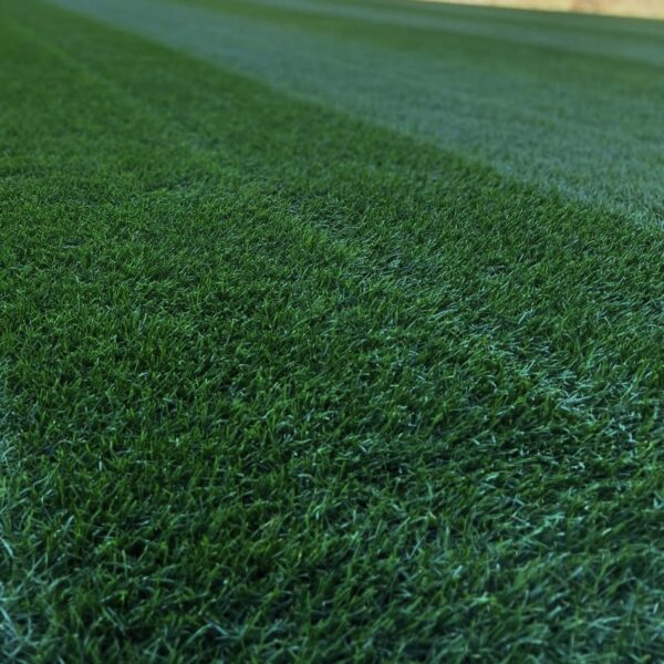 Midnight Dark Ryegrass