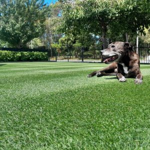 NZLA Dark Perennial Rye Lawn Seed 10kg