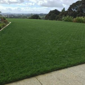 NZLA Ultimate Tall Fescue Lawn Seed 10kg