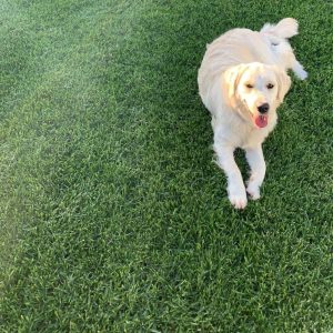 NZLA Kikuyu Lawn Seed 500g