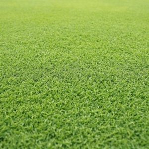 NZLA Couch Lawn Seed 1kg